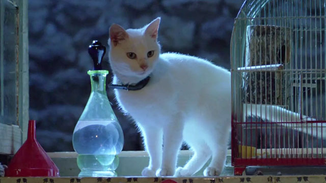 Betty Blue - white cat in window