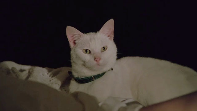 Betty Blue - white cat in bed