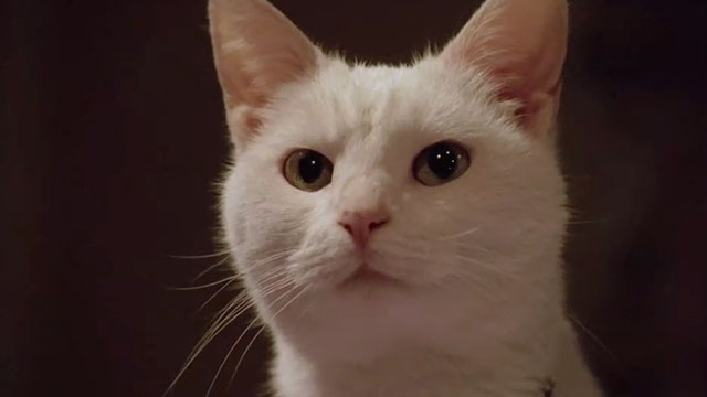 Betty Blue - close up of white cat