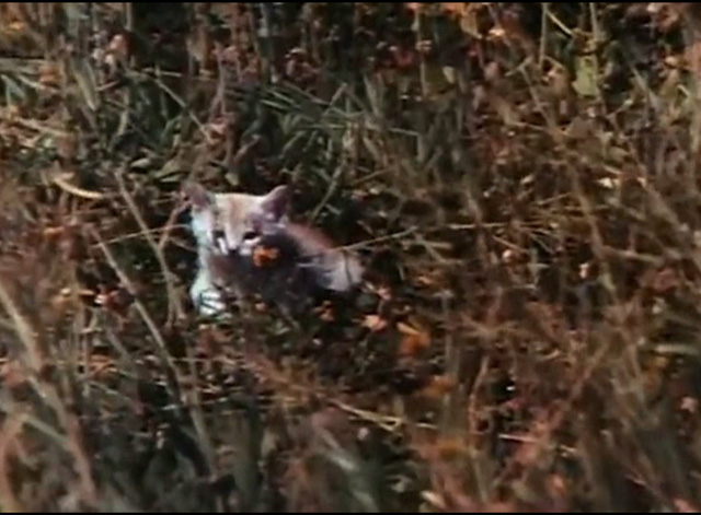 Beware! The Blob - orange tabby kitten Samuel in overgrown yard