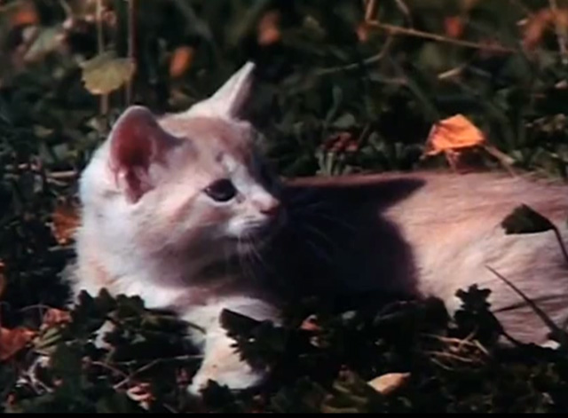Beware! The Blob - orange tabby kitten Samuel lying in grass
