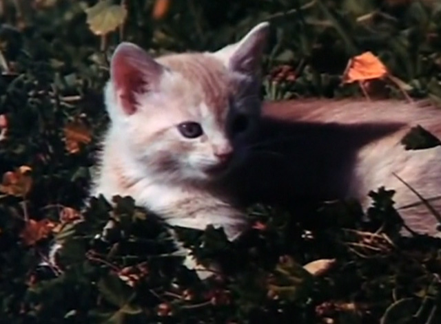 Beware! The Blob - orange tabby kitten Samuel in yard