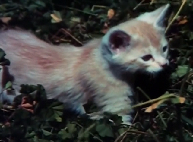 Beware! The Blob - orange tabby kitten Samuel walking through grass