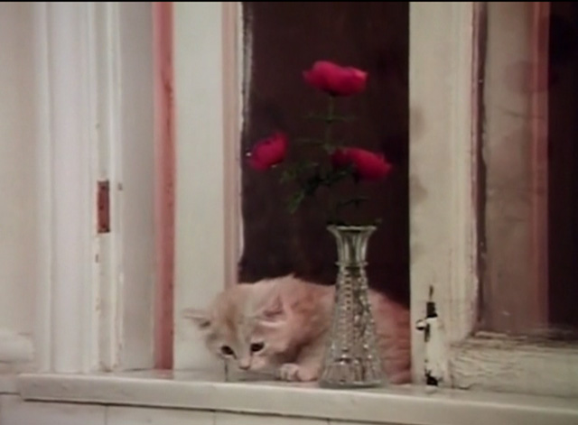 Beware! The Blob - orange tabby kitten Samuel coming in kitchen window