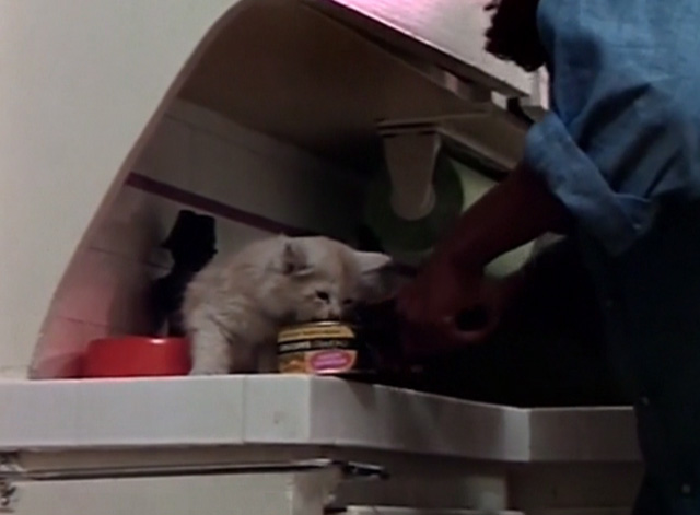 Beware! The Blob - Mariane Marlene Clark opening cat food can for orange tabby kitten Samuel who is licking lid