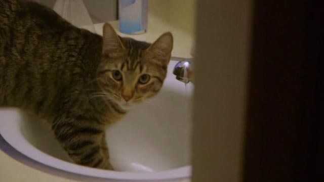 Beware the Slenderman - tabby cat in bathroom sink