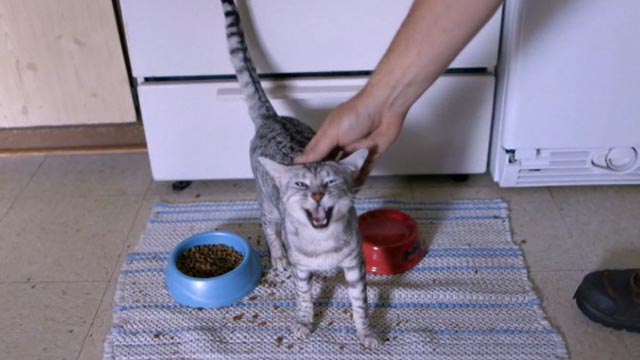 Beware the Slenderman - tabby cat Tiger being petted by food bowls