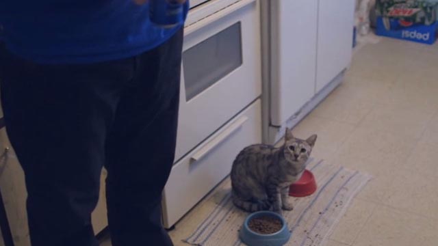 Beware the Slenderman - tabby cat Tiger sitting by food bowls