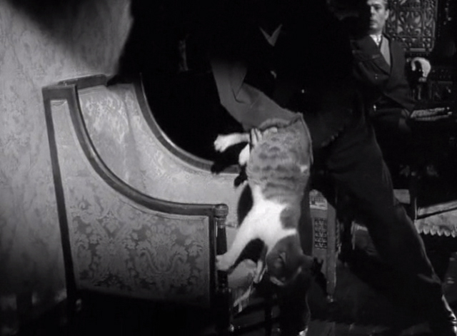 Big Deal on Madonna Street - Totò Dante Cruciani grabbing resisting cat on chair