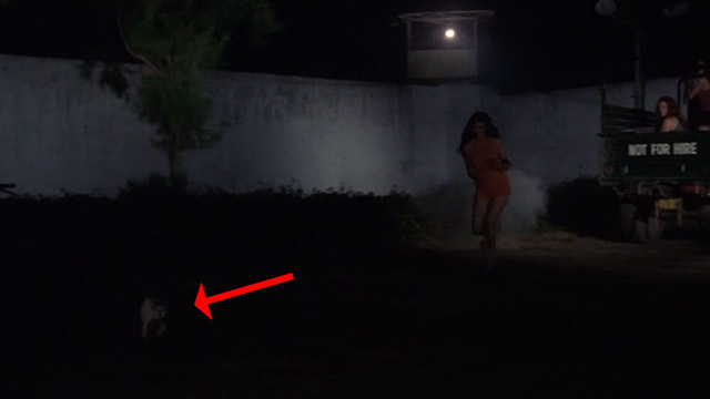 The Big Doll House - Ferina Gina Stuart chasing after white and colored cat across prison yard