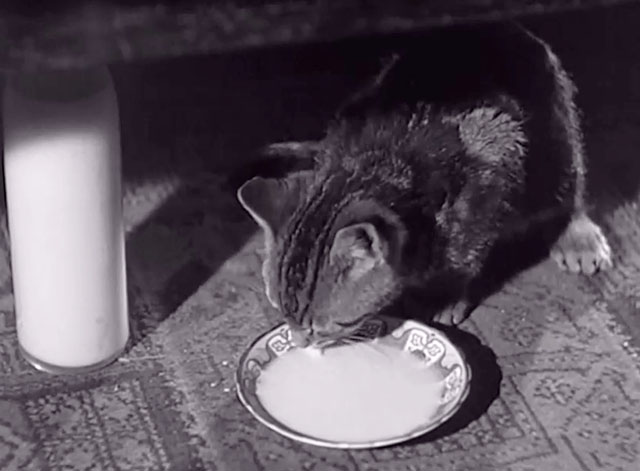 Big Fella - tabby kitten drinking from bowl of milk