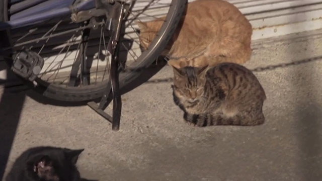 Big Man Japan - black cat, ginger tabby and brown tabby cat by bike stand