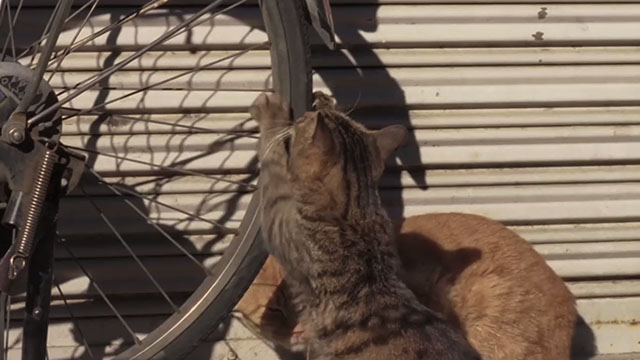 Big Man Japan - brown tabby cat and ginger tabby cat at bike stand