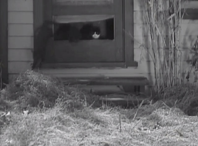 The Big Shot - black cats and tuxedo cat running through hole in door