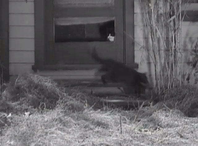 The Big Shot - black cats and tuxedo cat running through hole in door