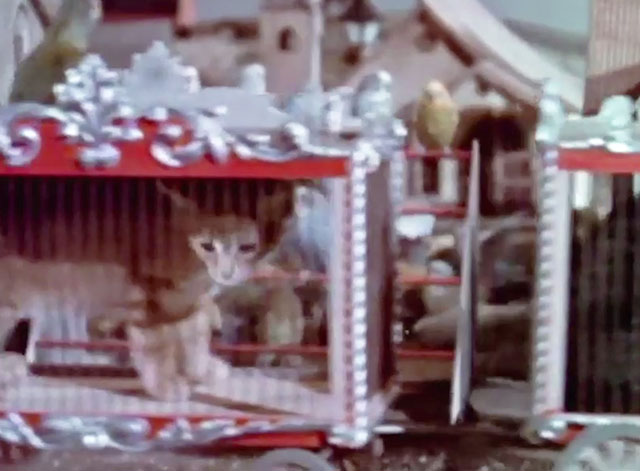 Babe - ginger tabby kitten in circus wagon cage