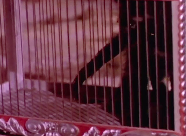 Babe - black kitten in circus wagon cage