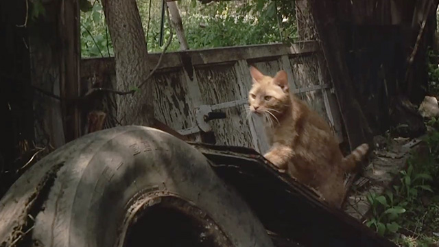 Birdy - ginger tabby cat walking on old tire