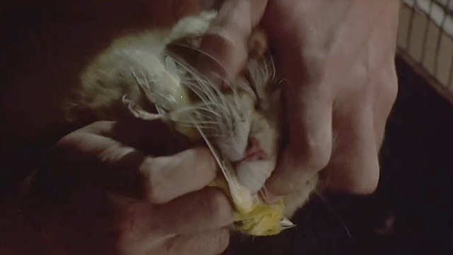 Birdy - hands trying to open ginger tabby cat mouth to free canary
