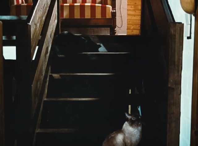 The Bitter Tears of Petra von Kant - black cat on top of stairs and Siamese cat at bottom of stairs