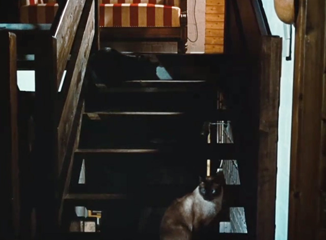 The Bitter Tears of Petra von Kant - black cat on top of stairs and Siamese cat at bottom of stairs