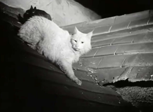 The Black Abbot - white and black cats sitting on slanted roof
