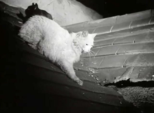 The Black Abbot - white and black cats sitting on slanted roof