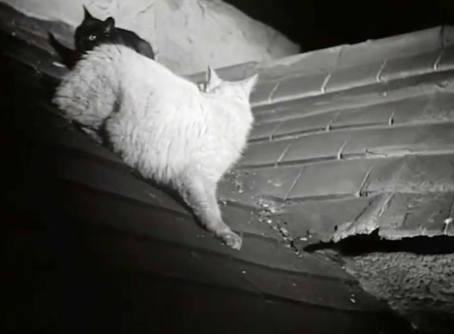 The Black Abbot - white and black cats sitting on slanted roof