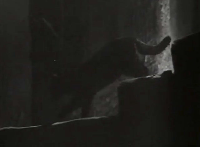 The Black Abbot - black cat walking down stone stairs
