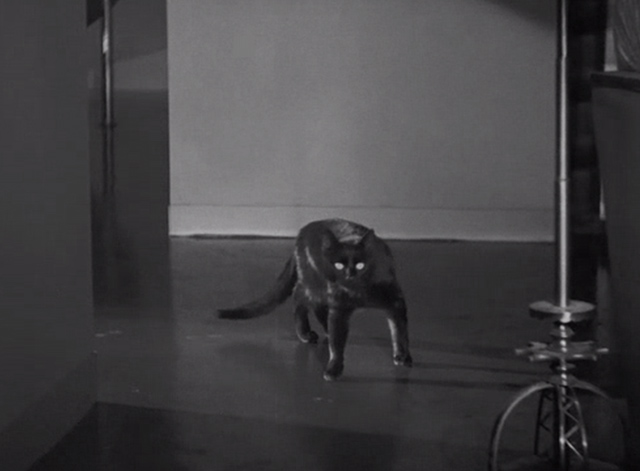 The Black Cat 1934 - black cat in hallway