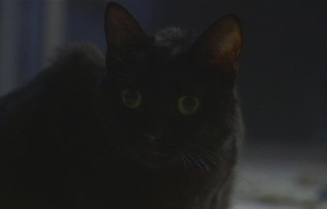 Black Cat 2004 - cat