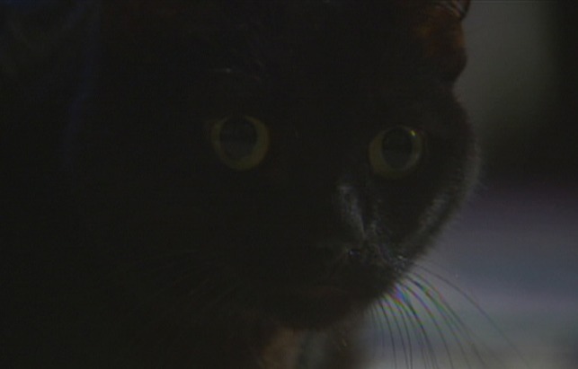 Black Cat 2004 - cat close
