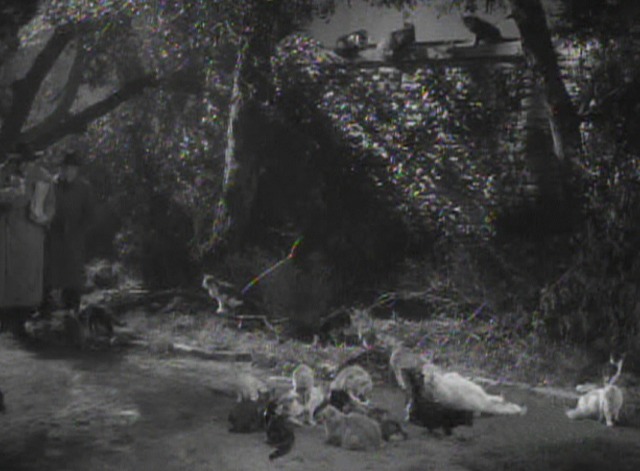 The Black Cat 1941 group of cats