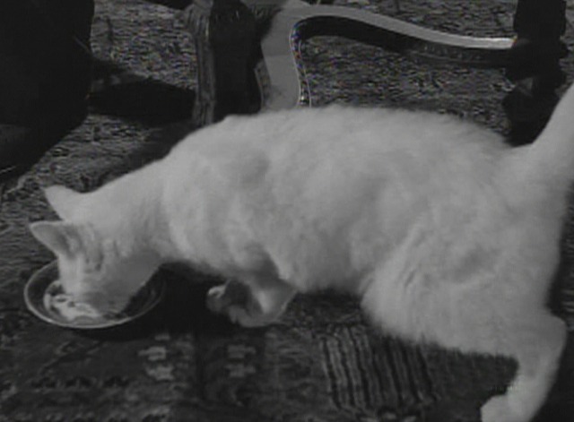 The Black Cat 1941 white cat