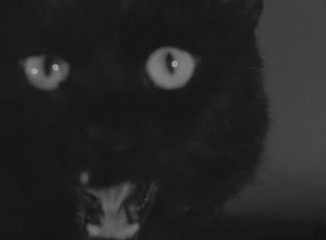 The Black Cat 1941 black cat close yowl