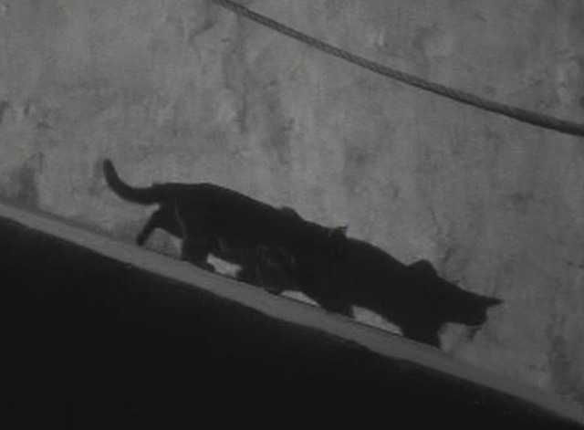 The Black Cat 1941 black cat and shadow going down ramp