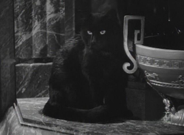 The Black Cat 1941 black cat sitting