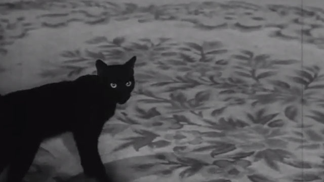 The Black Cat - black cat Pluto on carpet