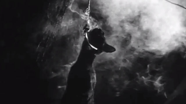 The Black Cat - black cat Pluto being hung and electrocuted