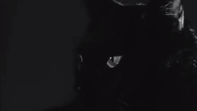 The Black Cat - black cat close up
