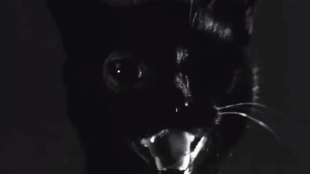 The Black Cat - black cat with shaved eye close up