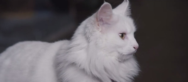 Black Christmas 2019 - long haired white cat Claudette Rana