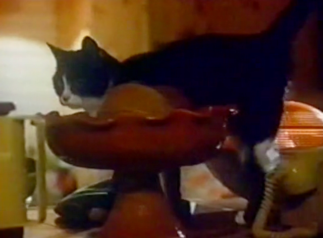 Black Cobra - tuxedo cat Purrvis behind bowl on counter