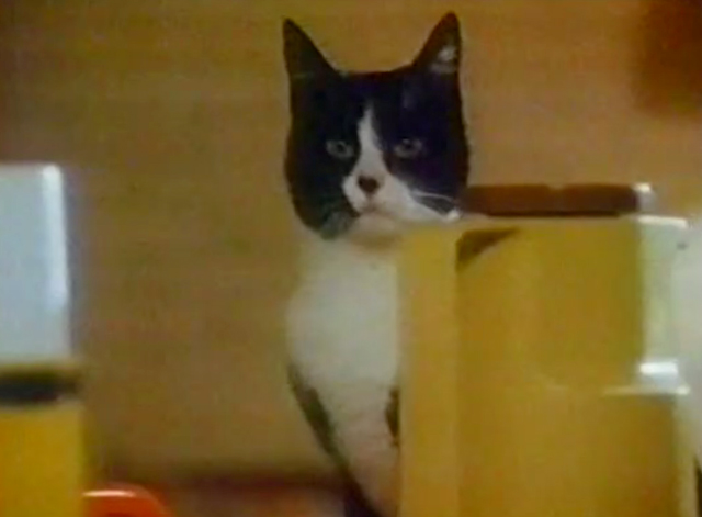 Black Cobra - tuxedo cat Purrvis behind items on counter