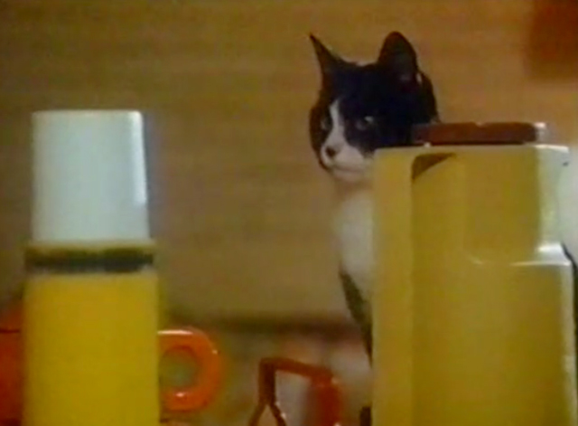 Black Cobra - tuxedo cat Purrvis behind items on counter