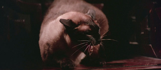 Black Magic 2 - Gou hun jiang tou - Siamese cat hissing