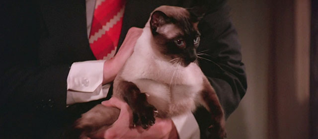Black Magic 2 - Gou hun jiang tou - Siamese cat being held