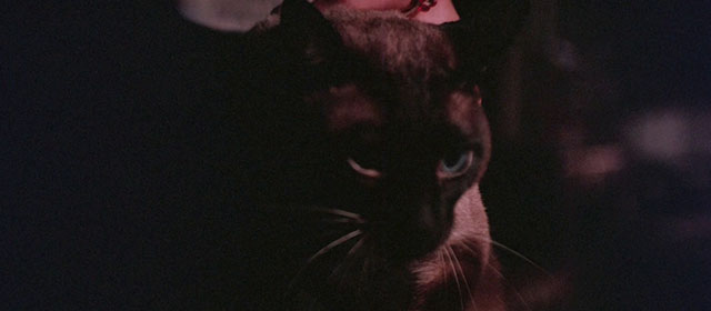 Black Magic 2 - Gou hun jiang tou - Siamese cat close up