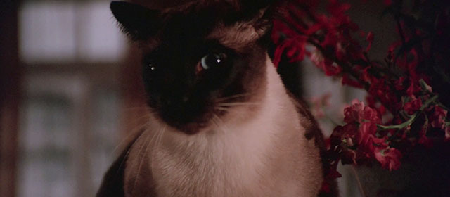 Black Magic 2 - Gou hun jiang tou - Siamese cat close up