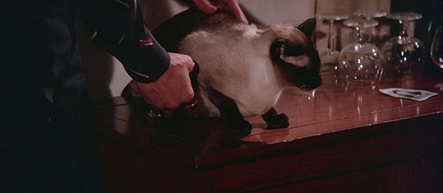 Black Magic 2 - Gou hun jiang tou - Siamese cat sitting on table